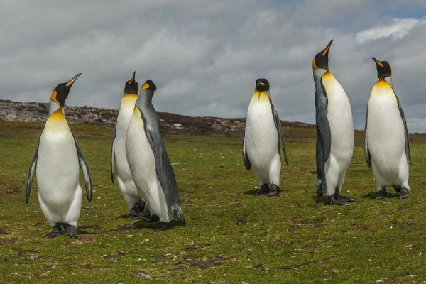 East Falkland Members of king penguin colony